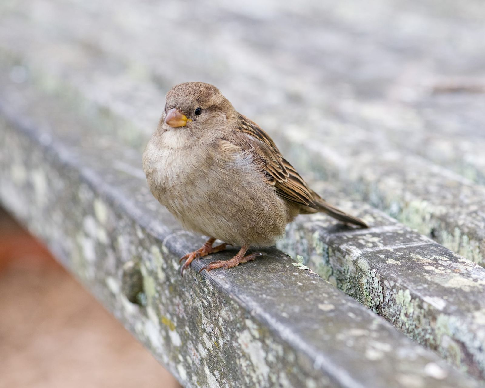 Sparrow on cafe table