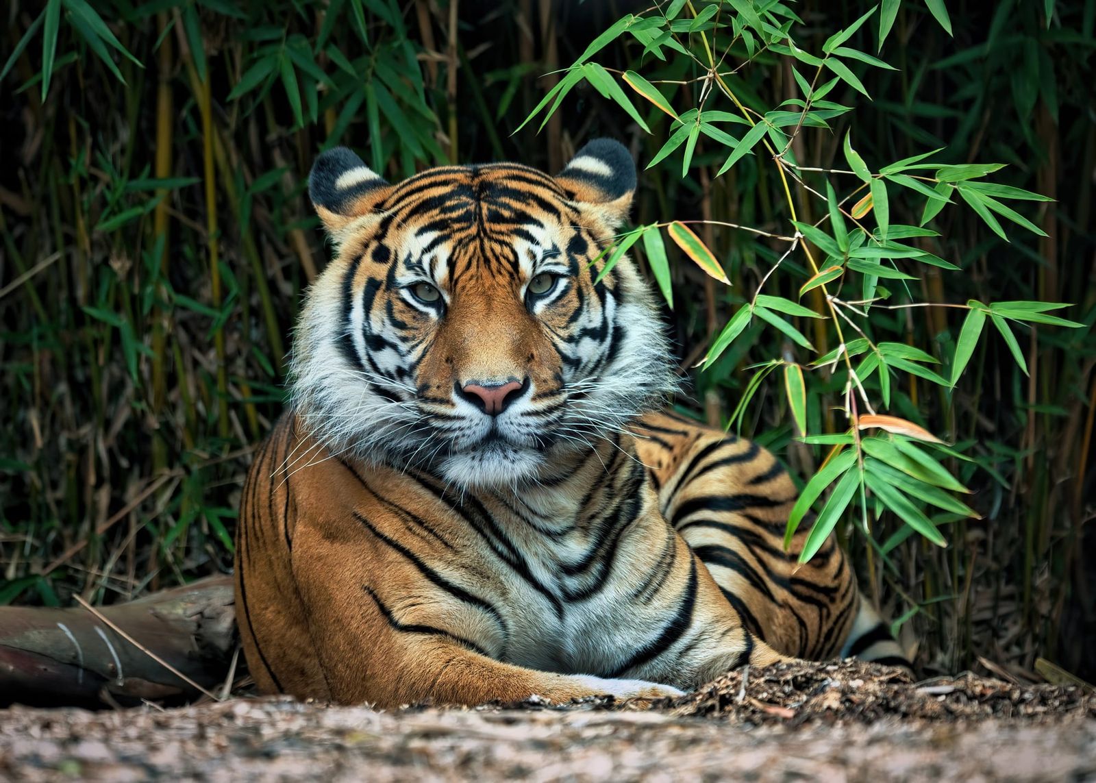 Sumatran tiger