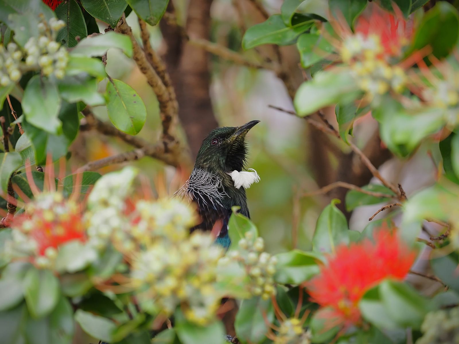 Tūī in flowering tree