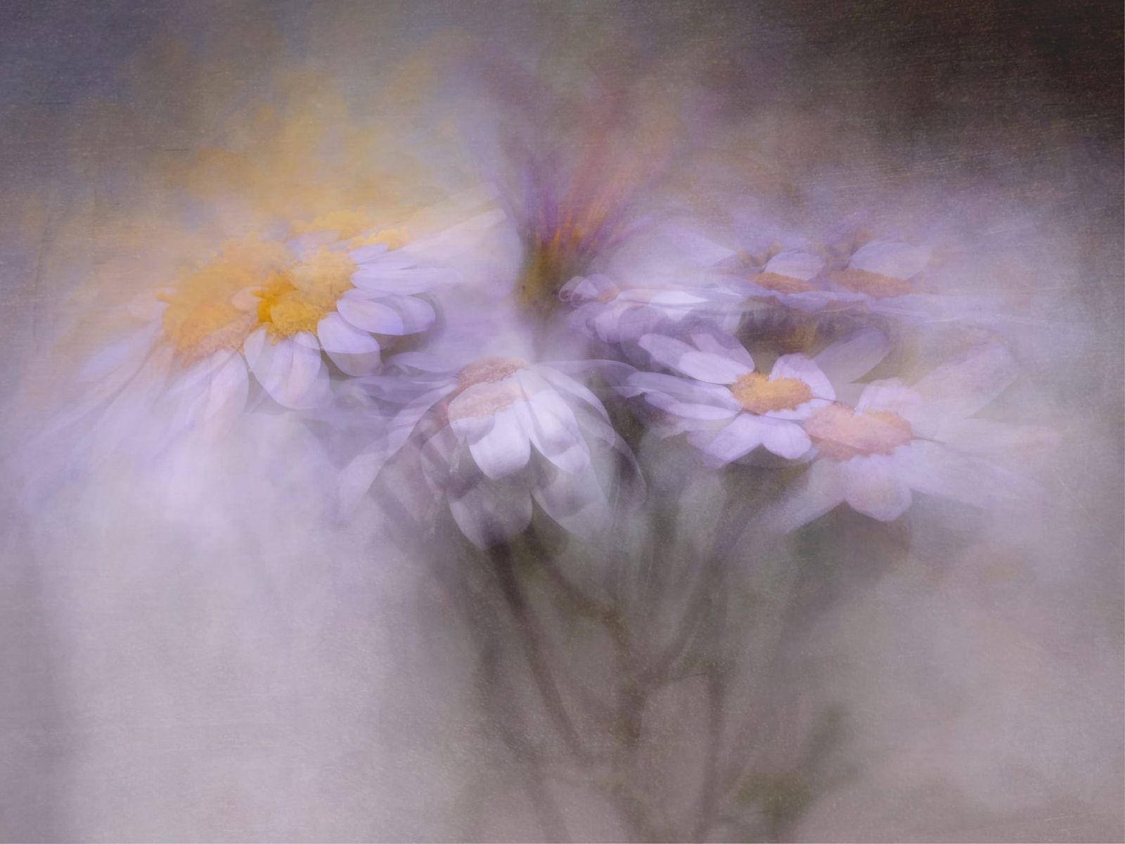 White-petalled daisies