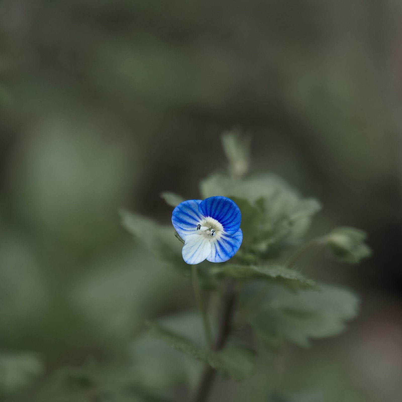 Tiny blue flower