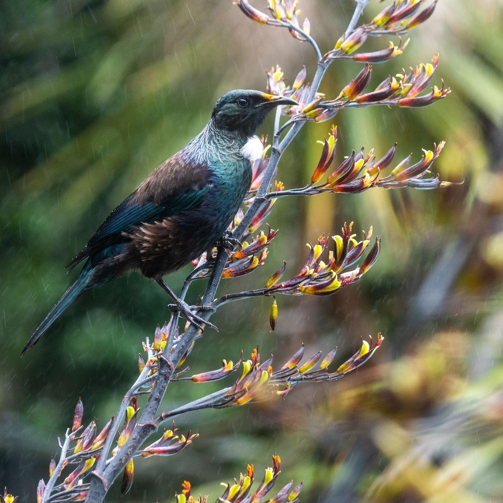 Tui in the rain