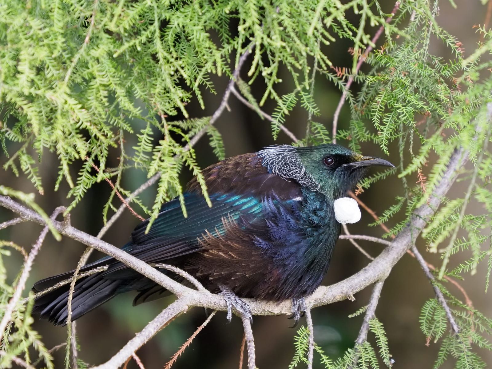 Tui