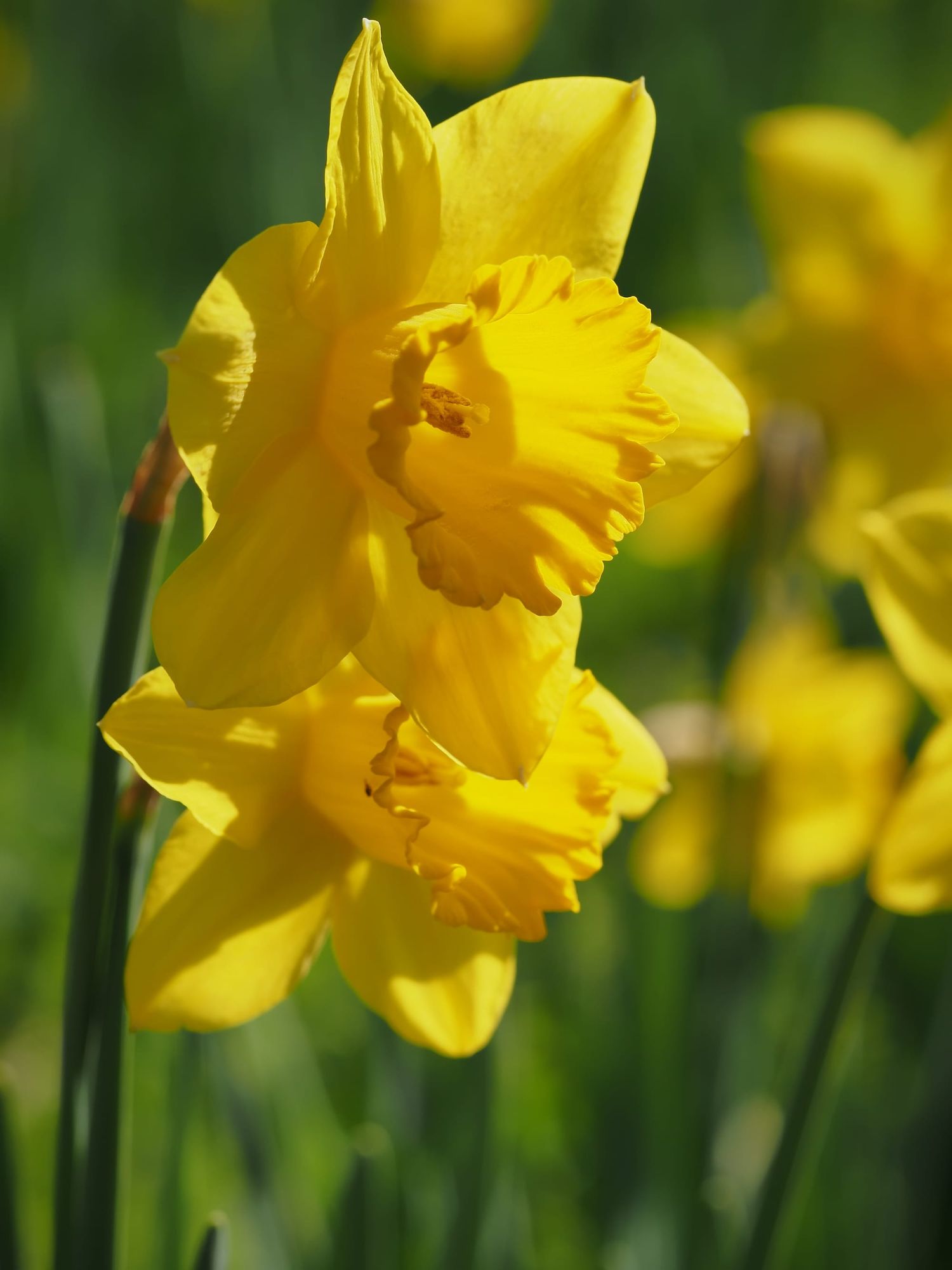 Two yellow daffodils