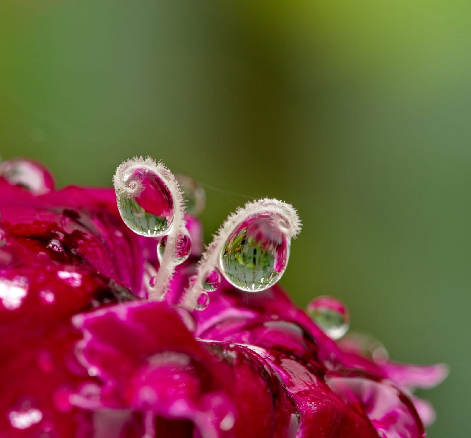 Water droplets on flower