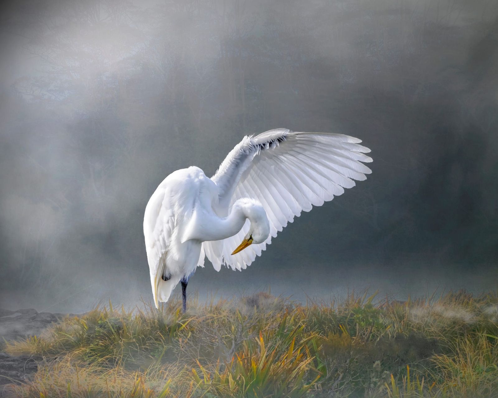 White heron