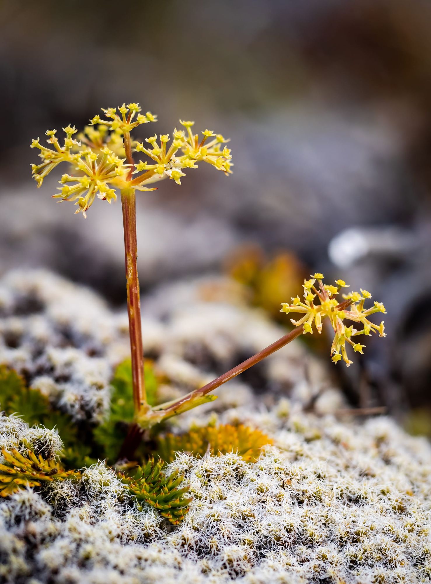 Yellow alpine mountain flower
