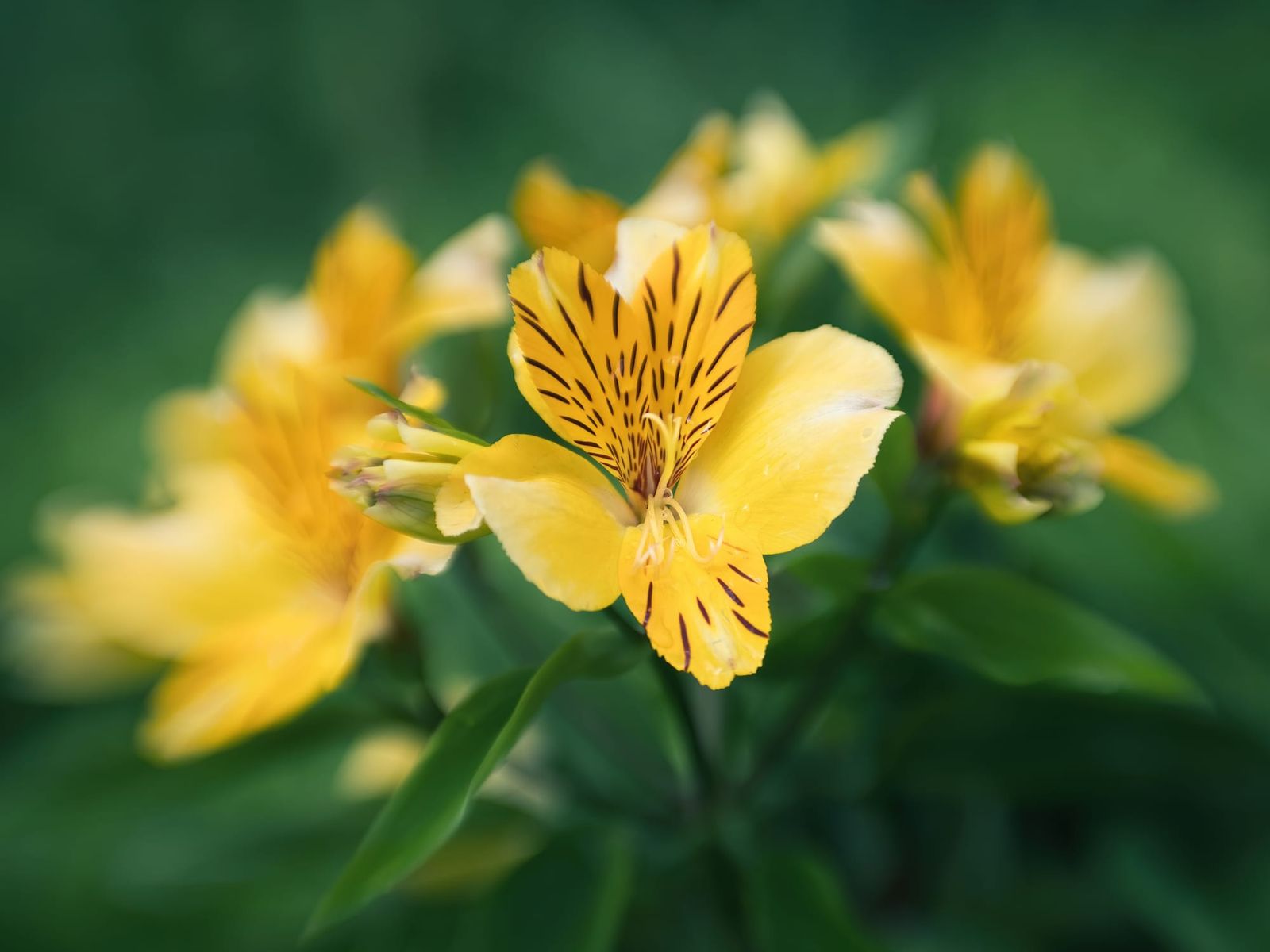 Yellow alstroemeria