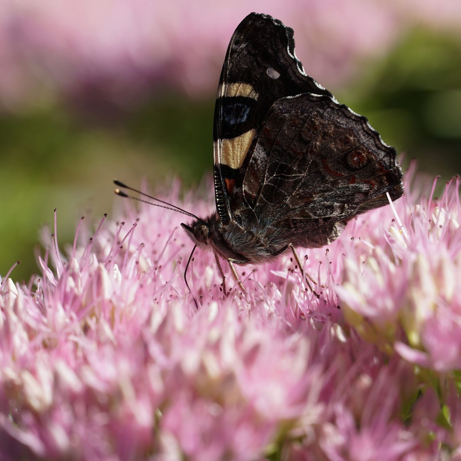 Butterfly on a flower