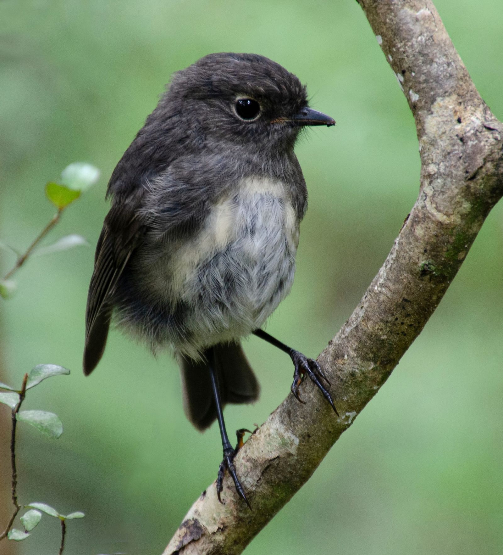 Bird - NZ South Island Robin