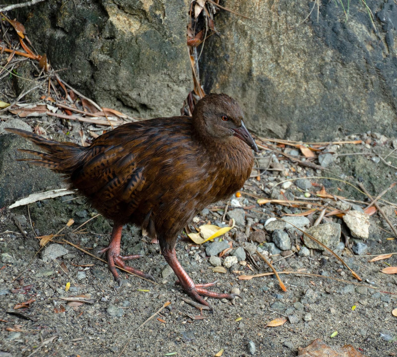 Birds - Weka