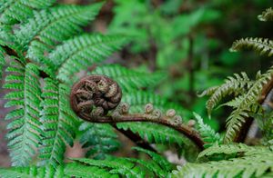 Ferns and lycophytes post feature image
