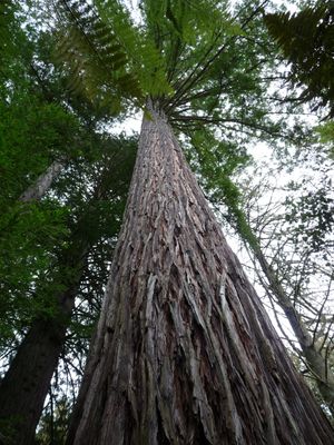 Redwood post feature image