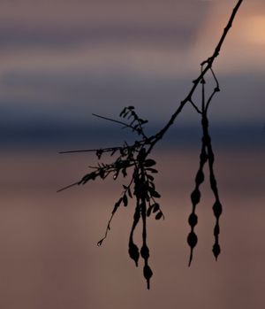 The Kowhai post feature image