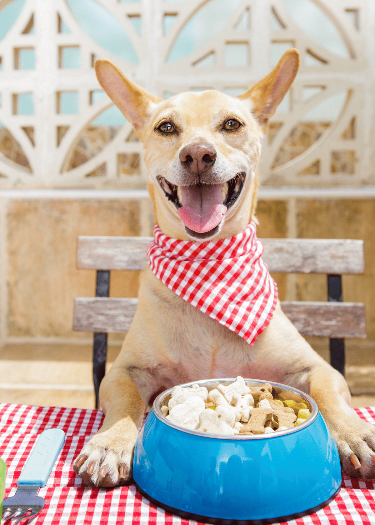 Happy dog wearing a bandana sitting with a bowl of treats instead of a ceramic slow feeder dog bowl
