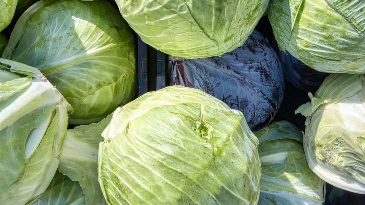 Kaalit lautaselle – näin monipuoliset terveyshyödyt eri kaalilajeista tukevat solakoitumista ja hyvinvointia