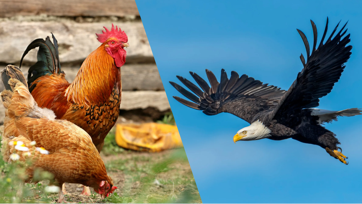 Are you a chicken or an eagle?