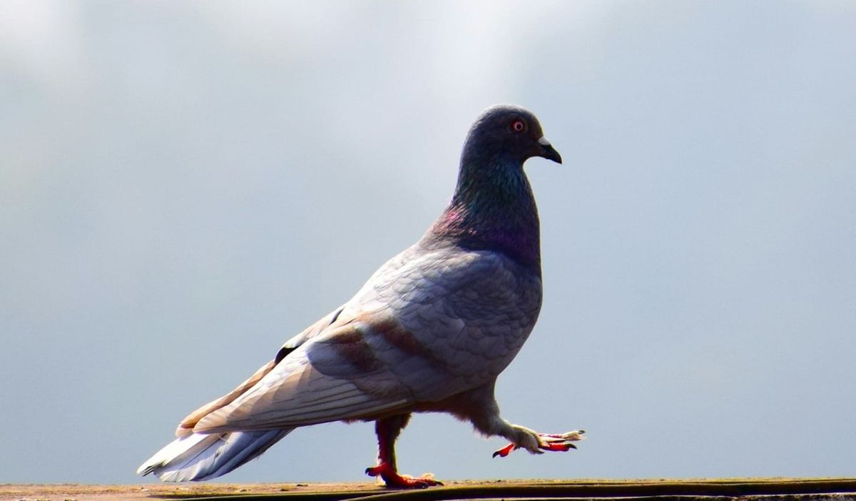 Why You, Me, and Beyoncé Are All Pigeons