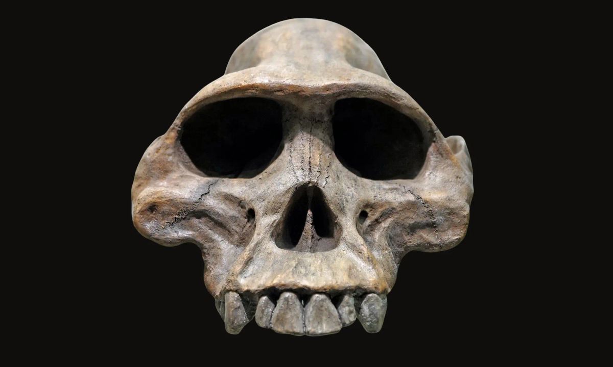 Frontal view of an early hominin fossil skull, highlighting anatomical features central to discussions of human evolution.