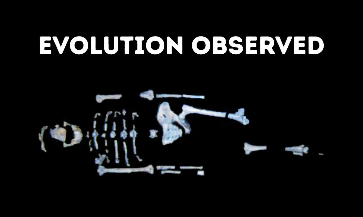 Yes, Creationists, We Have Seen Evolution in Action.