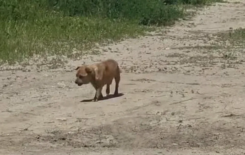 A lăsat câinele în stradă, dar n-a scăpat: amendă de 12.000 de lei pentru un bărbat din Constanța