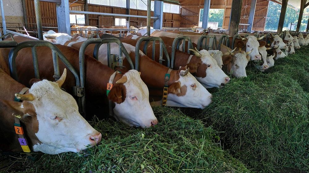 Alertă în Ungaria: Suspiciuni de atac biologic după izbucnirea febrei aftoase – România ia măsuri de prevenție imagine postare