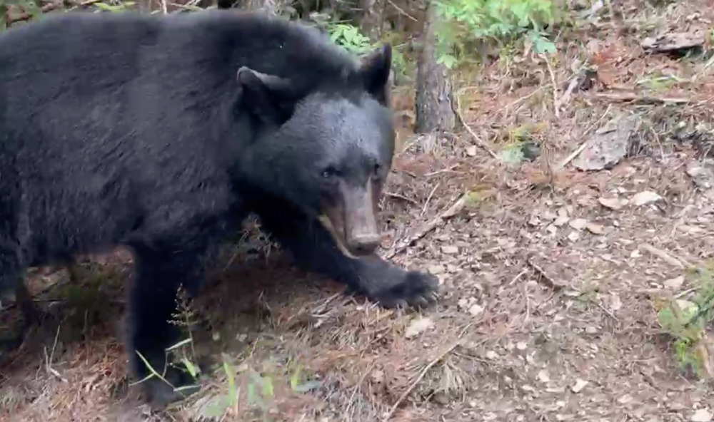 VIDEO: Coșmar pe șine: o femeie coboară neputincioasă cu roller coasterul, la câțiva metri de doi urși imagine postare