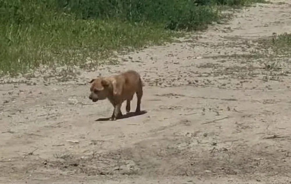 A lăsat câinele în stradă, dar n-a scăpat: amendă de 12.000 de lei pentru un bărbat din Constanța imagine postare