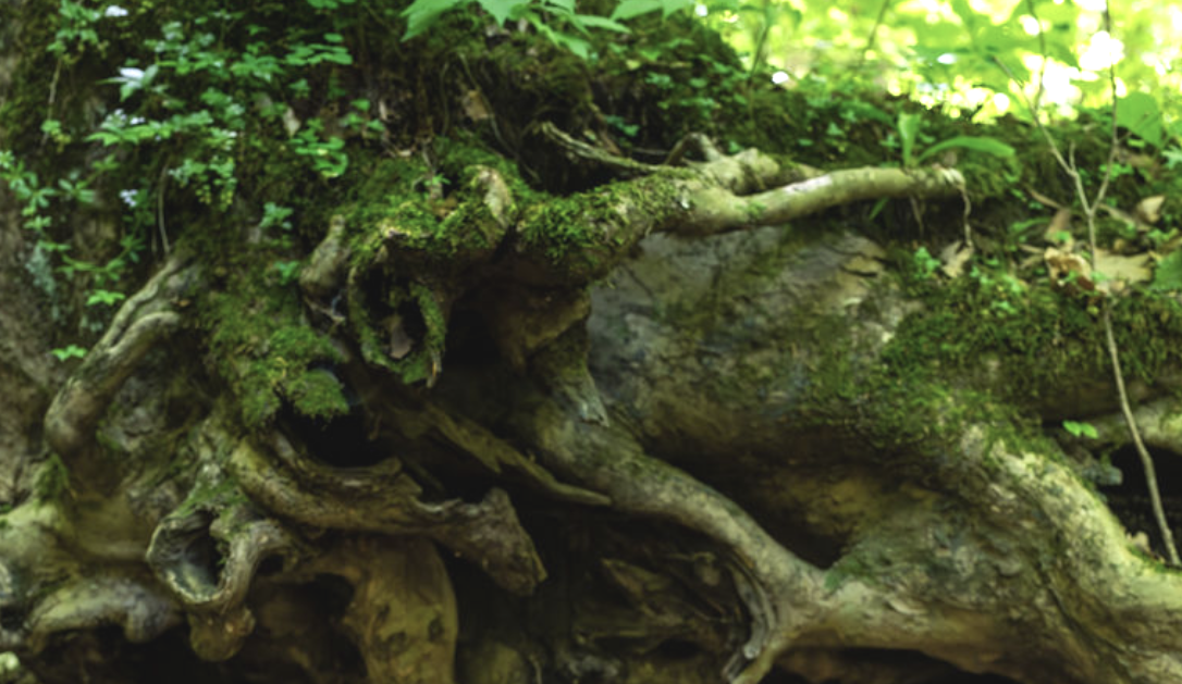 Ancestral Healing Through Family Constellations with Maryliana Wickus