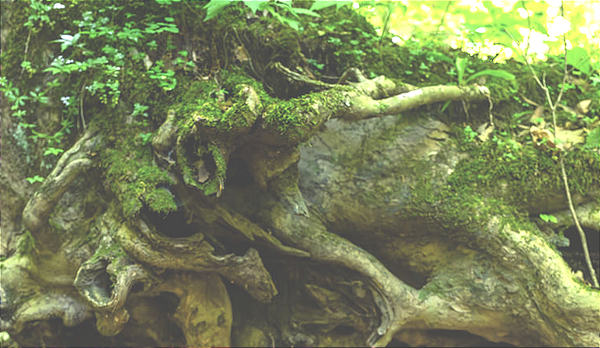 Ancestral Healing Through Family Constellations with Maryliana Wickus