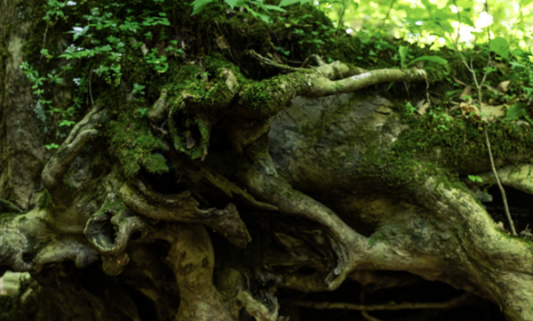 Ancestral Healing Through Family Constellations
