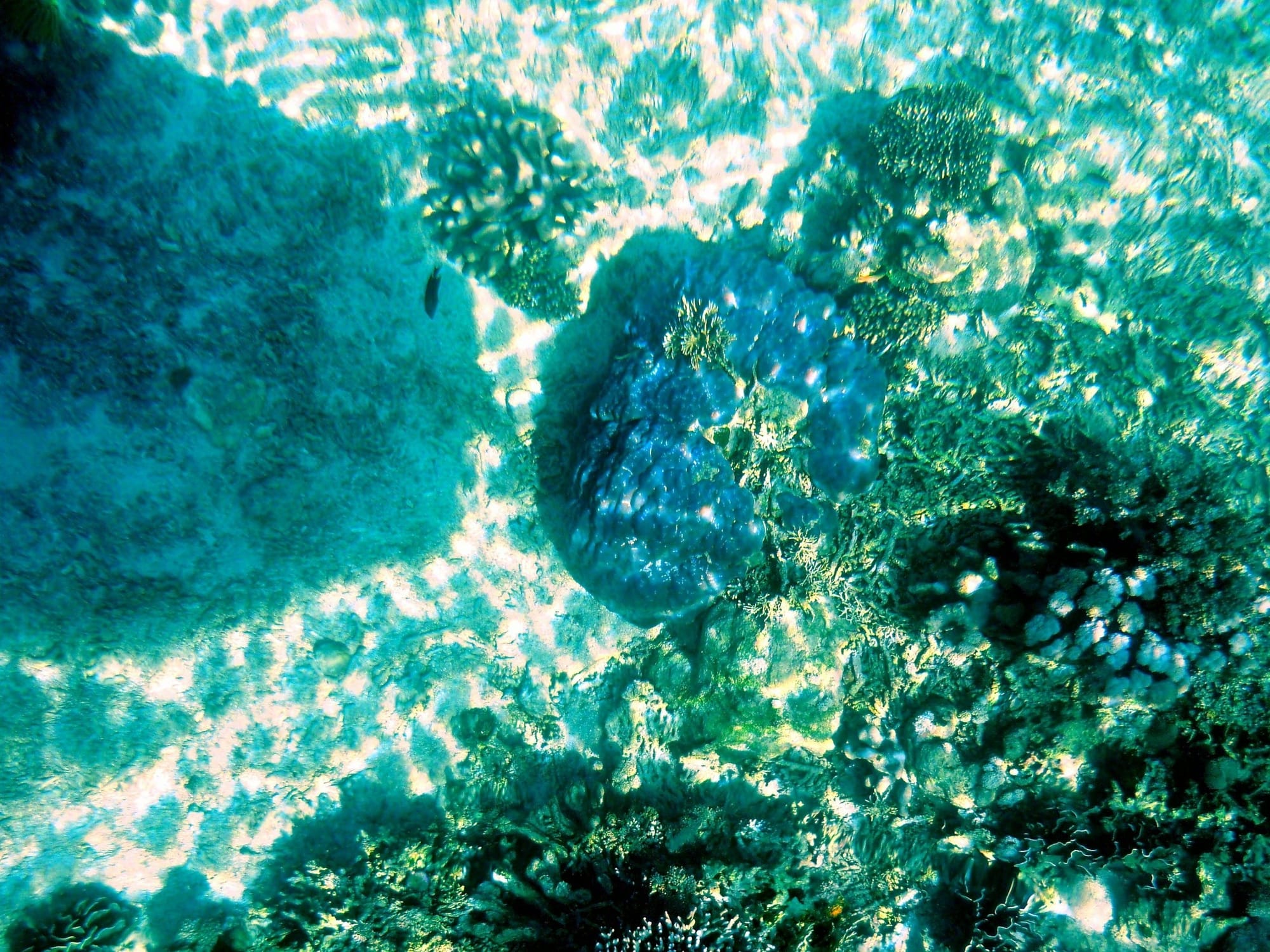 Coral reef off Mombasa, Kenya — Afrofeast