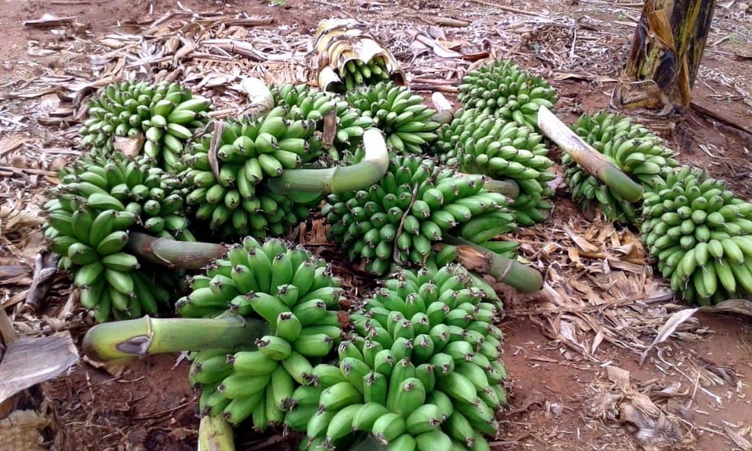 Fresh matooke at a Ugandan market — Afrofeast