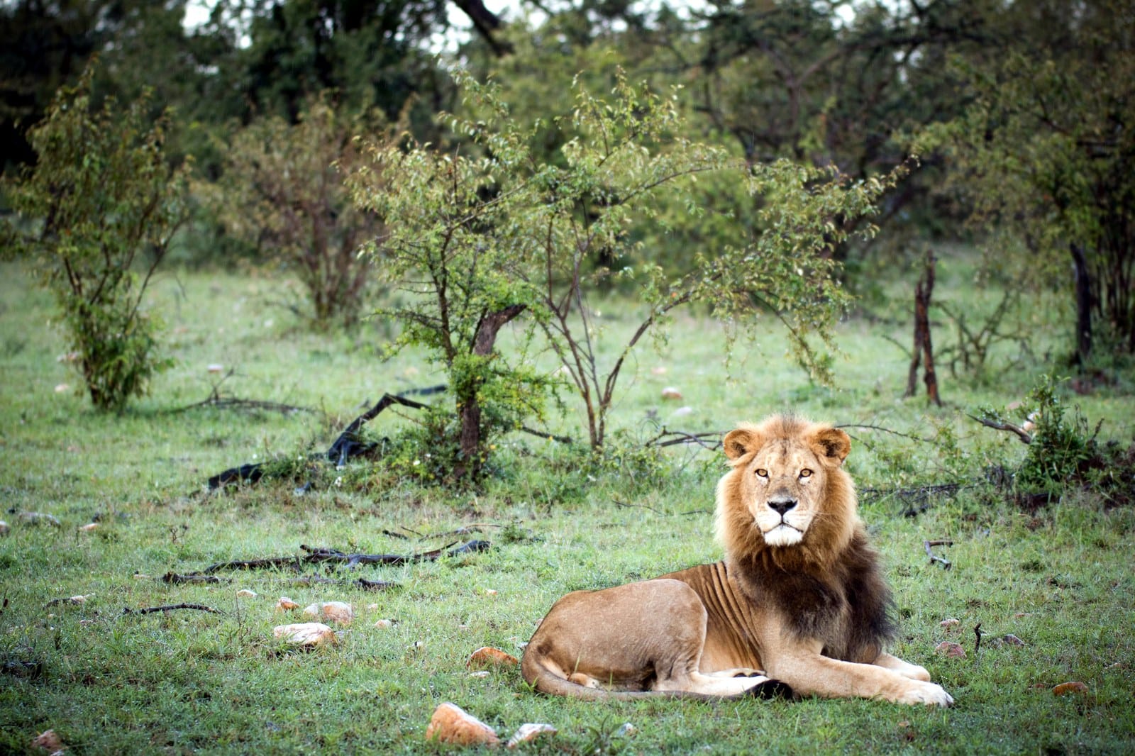 A lion in the Maasai Mara · Photo: Stuart Price / Wikimedia (CC0)