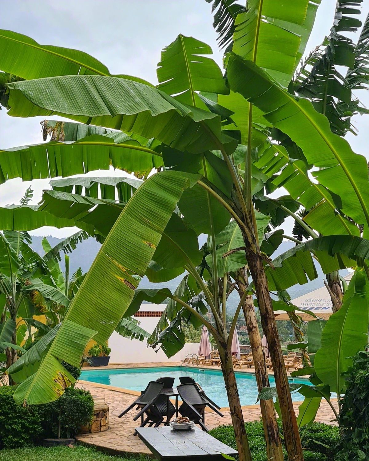 A matooke plantation in Uganda — Afrofeast