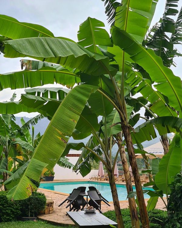 A matooke plantation in Uganda — Afrofeast