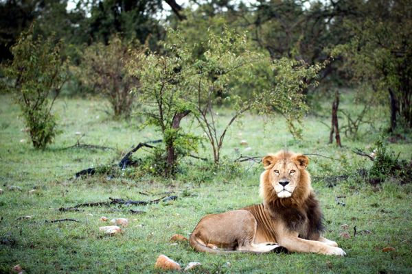 A lion on safari in Africa — Afrofeast