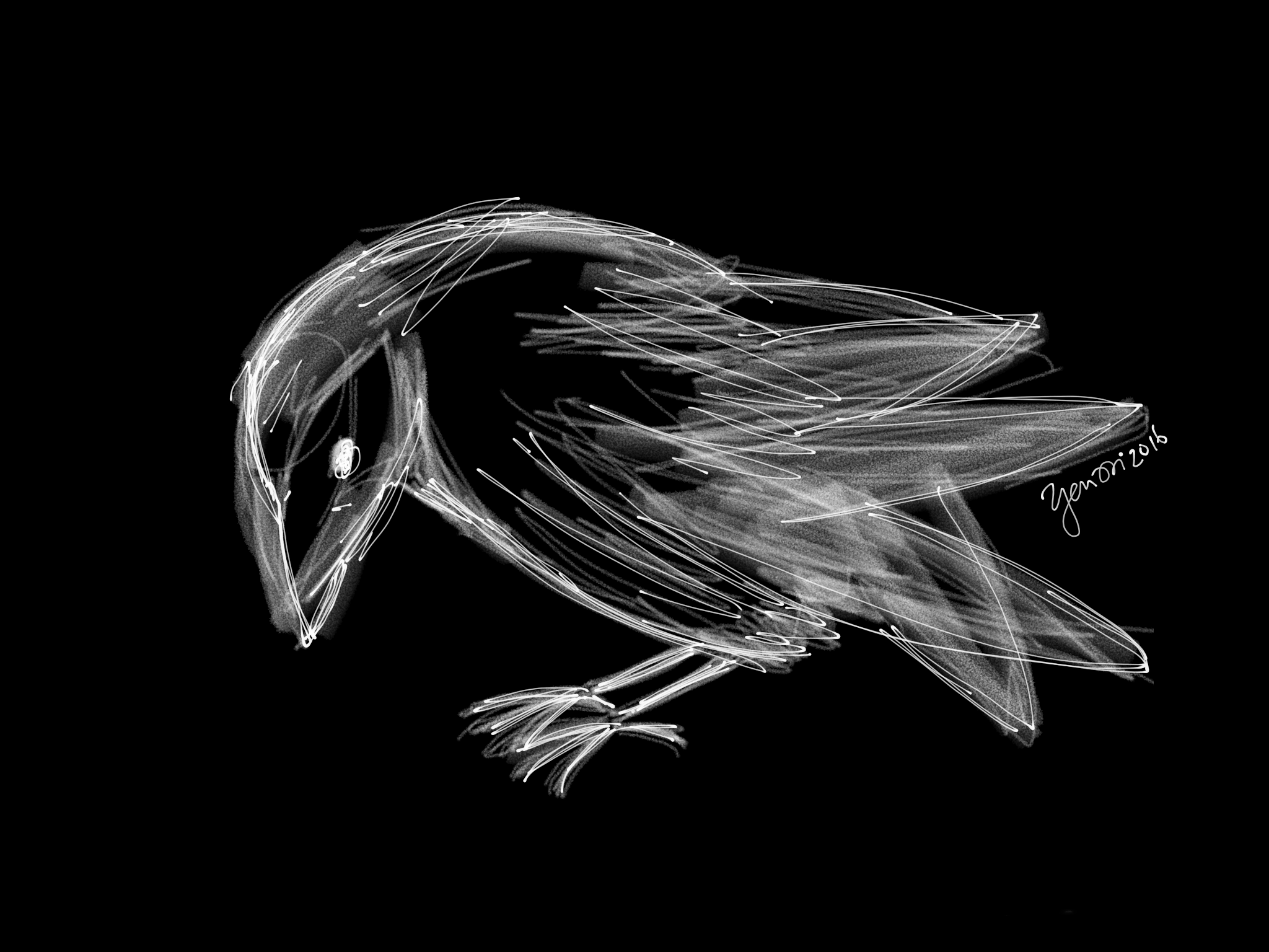 A sketch of a crow in white, against a black background