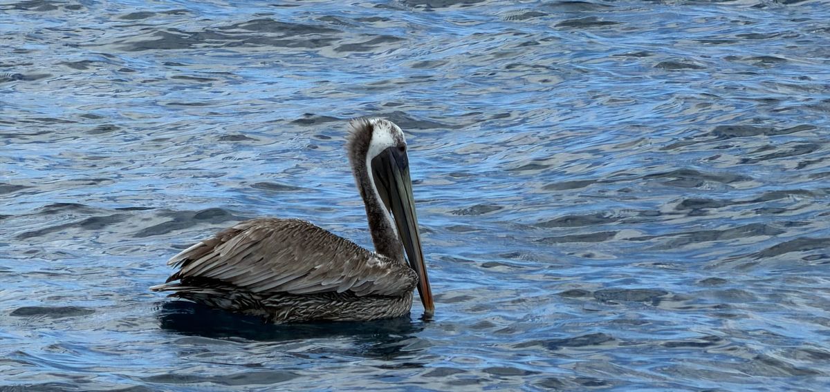 A pelican in water.