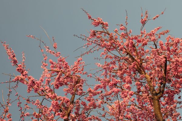 Branches clustered with pink blossoms glow in the late afternoon light
