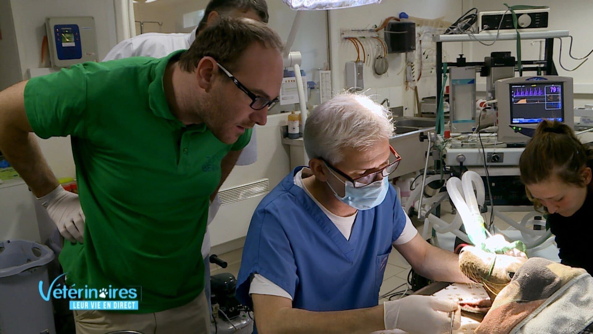 Vétérinaires, leur vie en direct