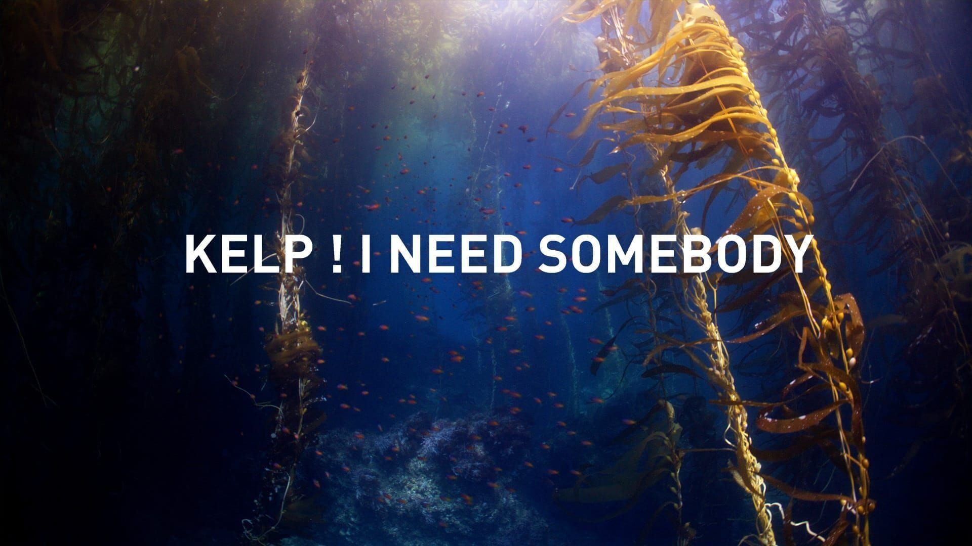 Kelp, I need somebody !