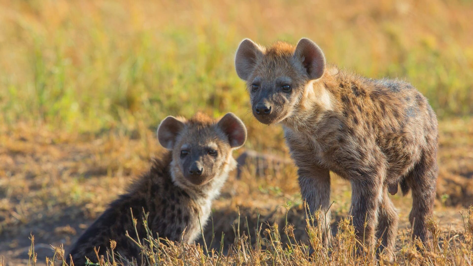 Quand les hyènes défient les lions