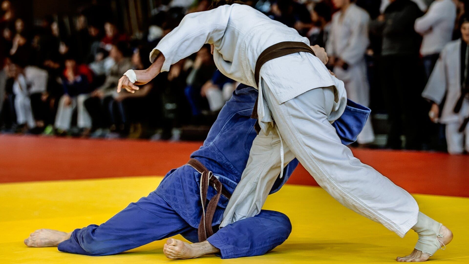 Judo : Championnats d'Europe