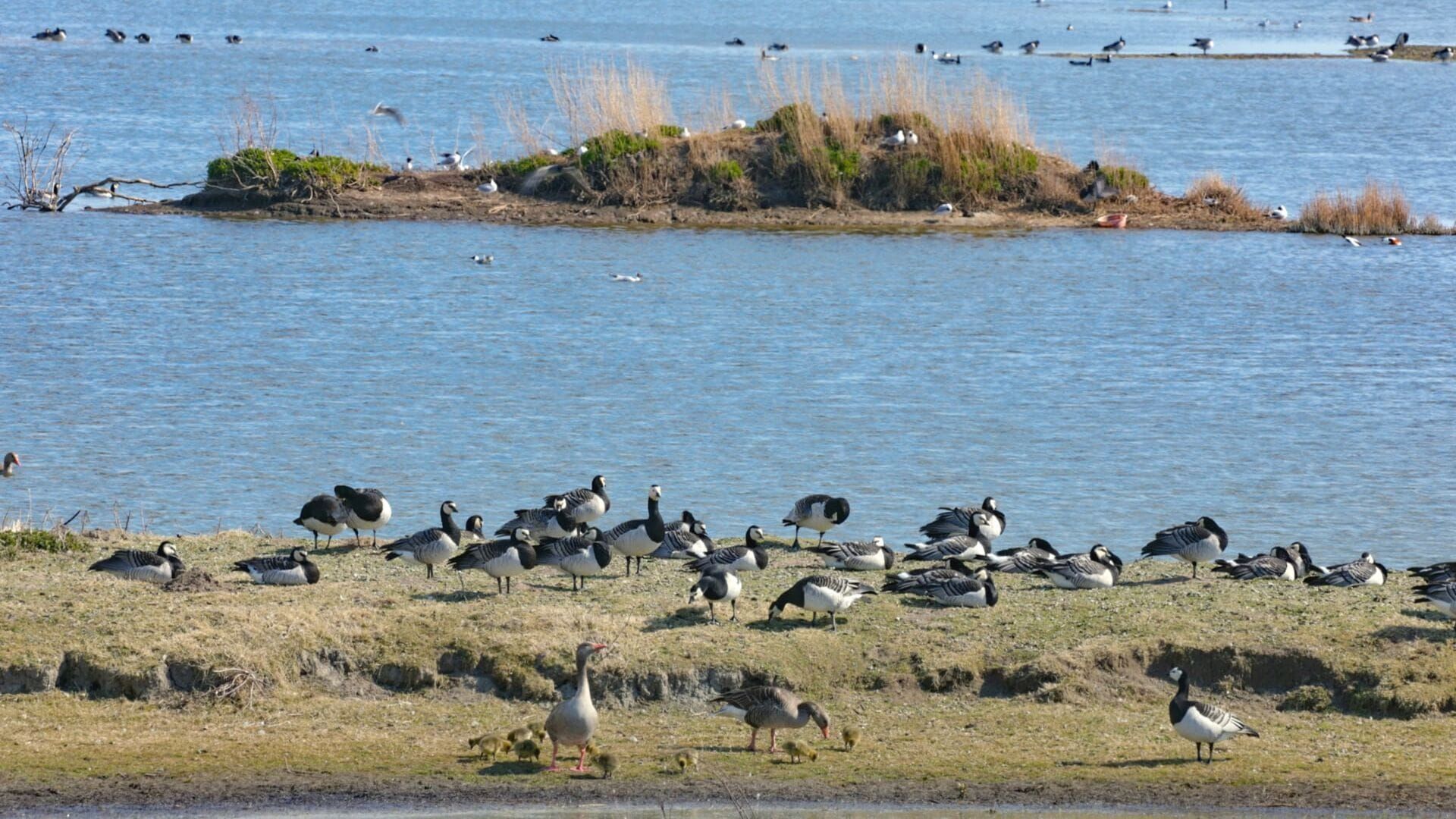 Mer du Nord, le retour des oies sauvages