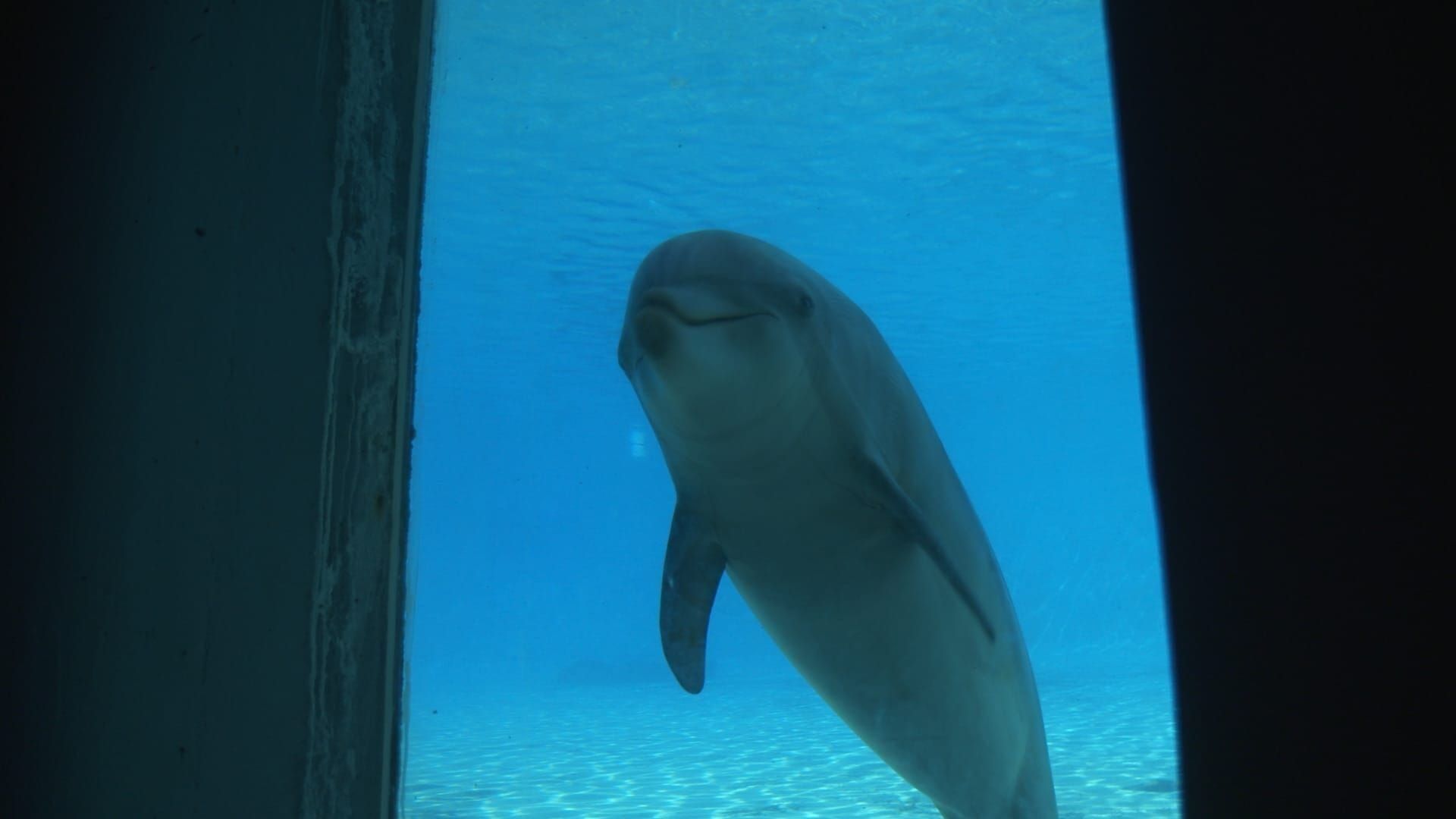 Delphinariums : game over ?