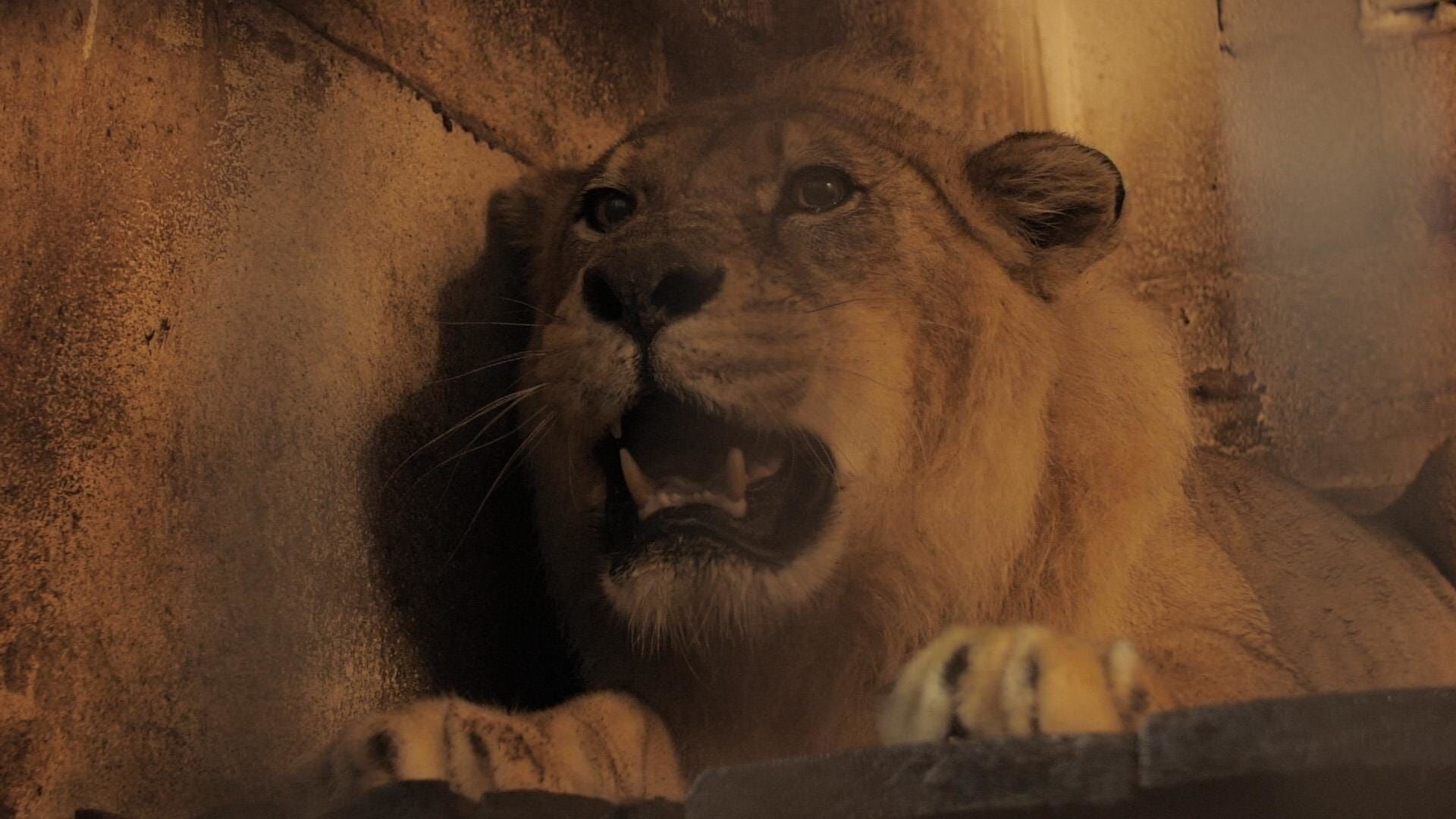 Zoo : le défi de demain