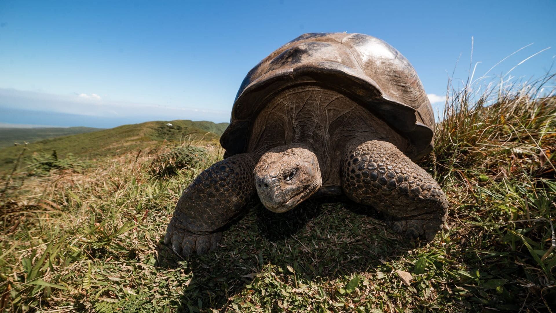 Les Galapagos