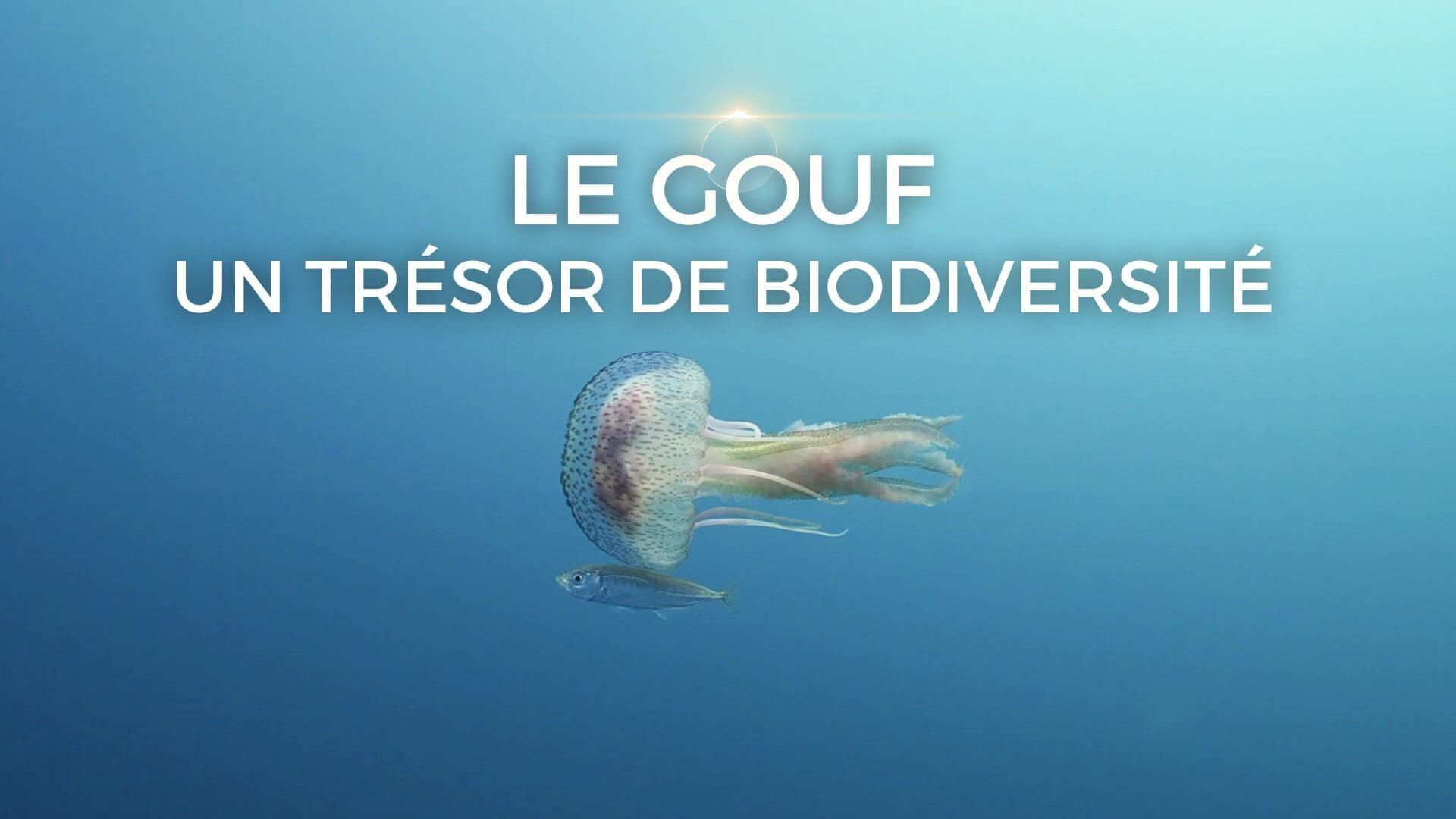 Le gouf, un trésor de biodiversité