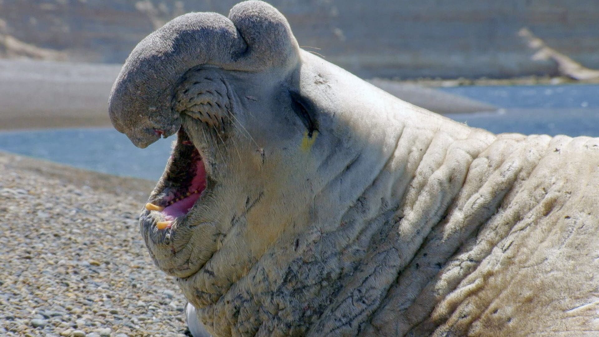 Le langage des animaux